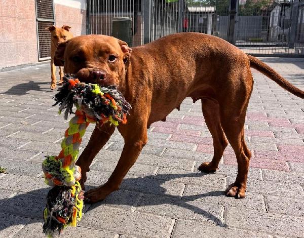 ALMA BELLISSIMA PIT Foto 4